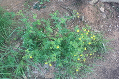 Potentilla