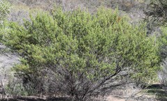 Dodonaea ptarmicifolia