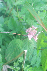 Hydrangea macrophylla