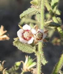 Hermannia glanduligera