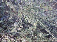 Hermannia glanduligera