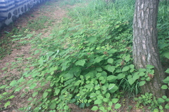 Rubus phoenicolasius