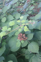 Rubus phoenicolasius