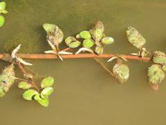 Ludwigia adscendens diffusa