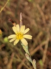 Lactuca saligna