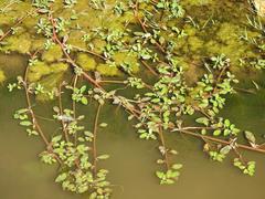 Ludwigia adscendens diffusa