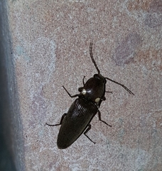 Deilelater physoderus