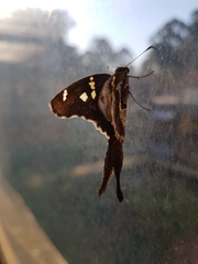 Chioides