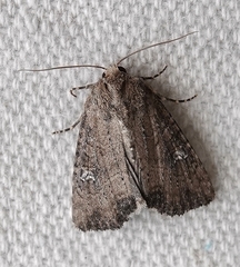 Mesapamea fractilinea