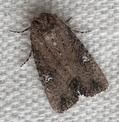 Mesapamea fractilinea