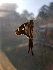 Chioides