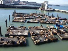 Zalophus californianus