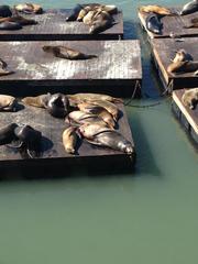 Zalophus californianus