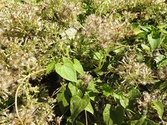 Mikania chenopodiifolia