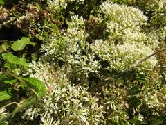 Mikania chenopodiifolia