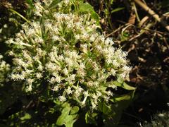 Mikania chenopodiifolia