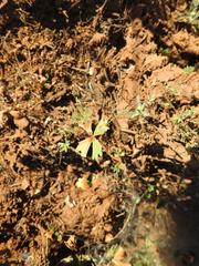 Marsilea ephippiocarpa