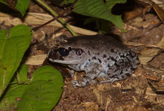 Leptobrachium smithi