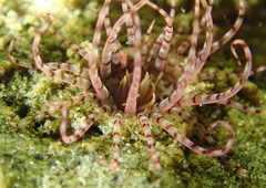 Pachycerianthus