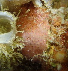 Oxylebius pictus
