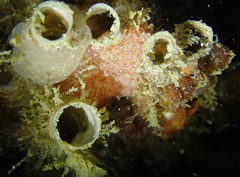 Oxylebius pictus