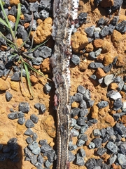 Psammophis leightoni