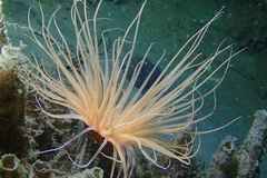 Pachycerianthus