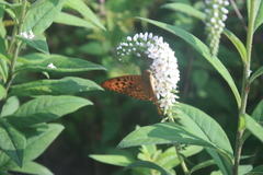 Argynnis