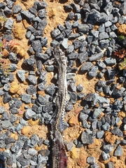 Psammophis leightoni