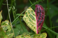 Iresine diffusa herbstii