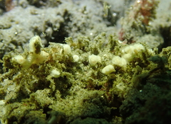 Distaplia occidentalis