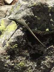 Archaeolacerta bedriagae