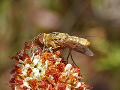 Chrysanthrax edititius