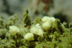 Distaplia occidentalis