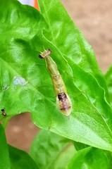 Odontomantis planiceps