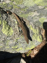 Archaeolacerta bedriagae