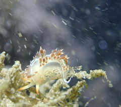 Coryphella cooperi
