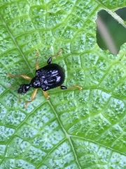Phymatapoderus pavens