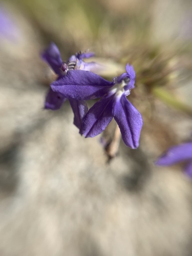 Palmerella debilis ssp. debilis