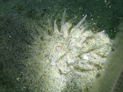 Harenactis attenuata