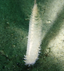 Stylatula elongata