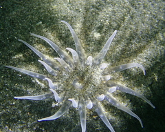Harenactis attenuata