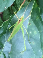 Kuwayamaea sapporensis