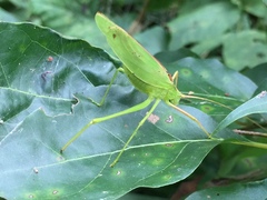 Kuwayamaea sapporensis
