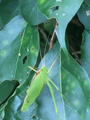 Kuwayamaea sapporensis