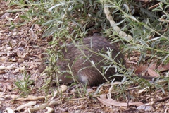Sigmodon arizonae