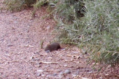 Sigmodon arizonae