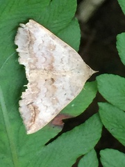 Blasticorhinus unduligera