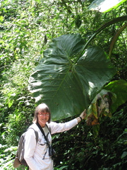 Xanthosoma undipes