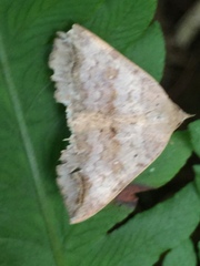 Blasticorhinus unduligera